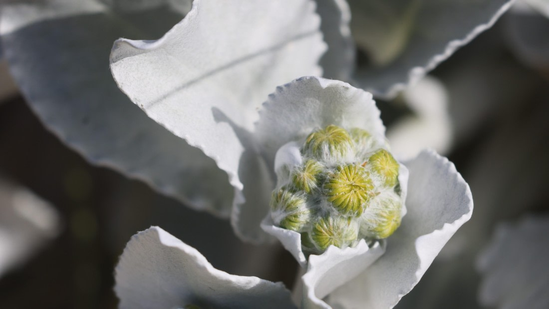 PLA23-25, Day 3,   PLA23_29NOV_FLK_New_Island_RegisPERDRIAT (34).jpg©Regis Perderiat - Oceanwide Expeditions.jpg