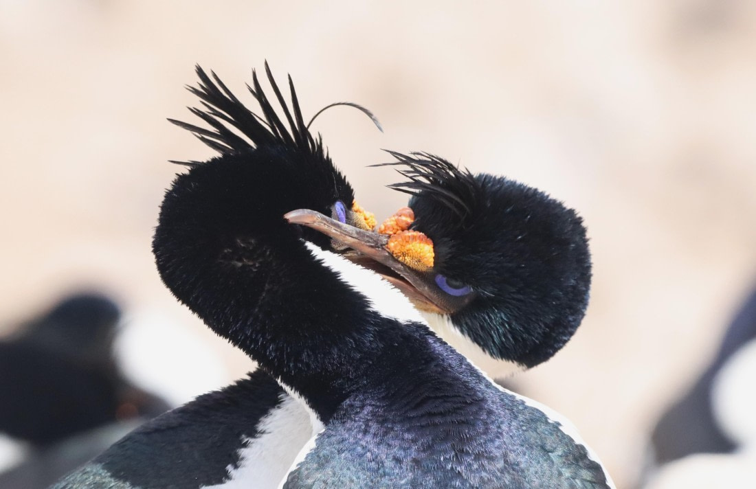 PLA23-25, Day 3, IMG_1486.JPG©Unown Photographer - Oceanwide Expeditions.JPG