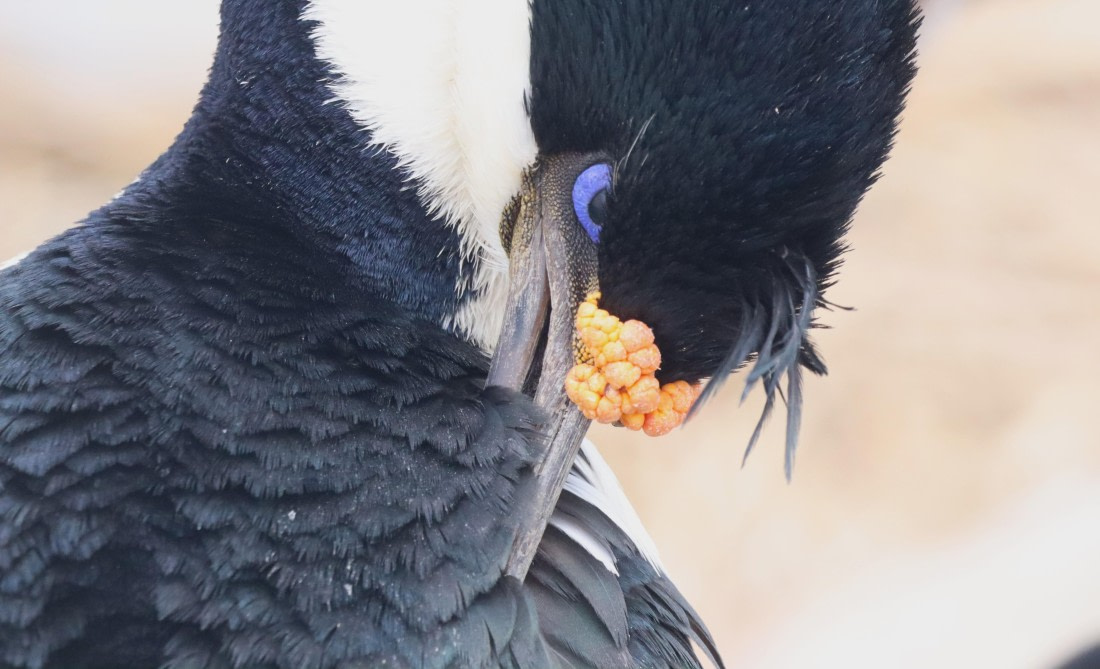 PLA23-25, Day 3, IMG_1513.JPG©Unown Photographer - Oceanwide Expeditions.JPG