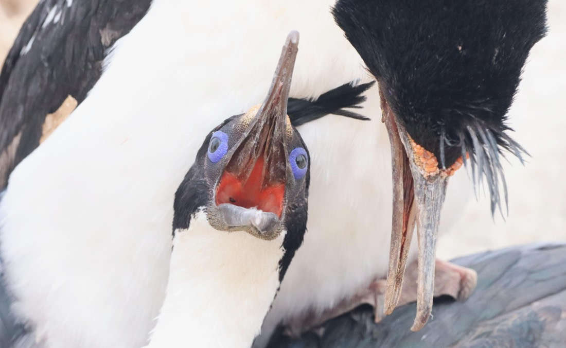 PLA23-25, Day 3, IMG_1517.JPG©Unown Photographer - Oceanwide Expeditions.JPG