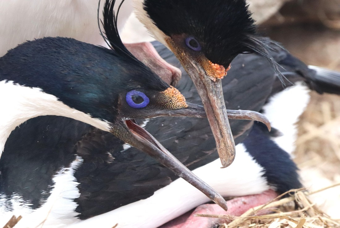 PLA23-25, Day 3, IMG_1519.JPG©Unown Photographer - Oceanwide Expeditions.JPG