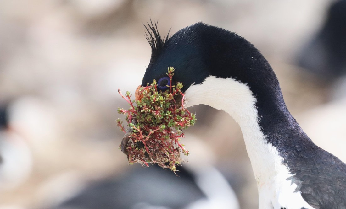PLA23-25, Day 3, IMG_1561.JPG©Unown Photographer - Oceanwide Expeditions.JPG