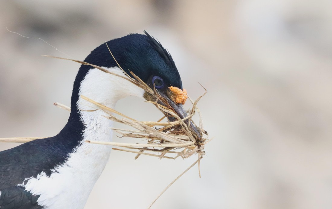PLA23-25, Day 3, IMG_1567.JPG©Unown Photographer - Oceanwide Expeditions.JPG
