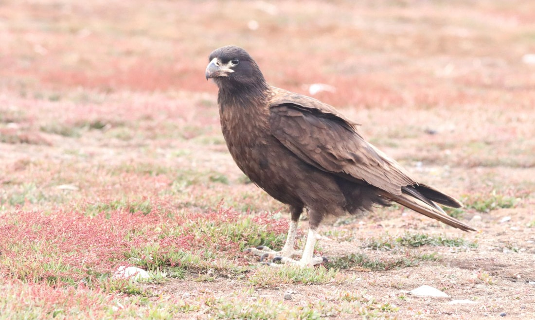 PLA23-25, Day 3, IMG_1610.JPG©Unown Photographer - Oceanwide Expeditions.JPG