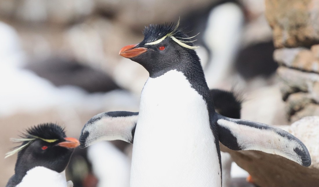 PLA23-25, Day 3, IMG_1767.JPG©Unown Photographer - Oceanwide Expeditions.JPG