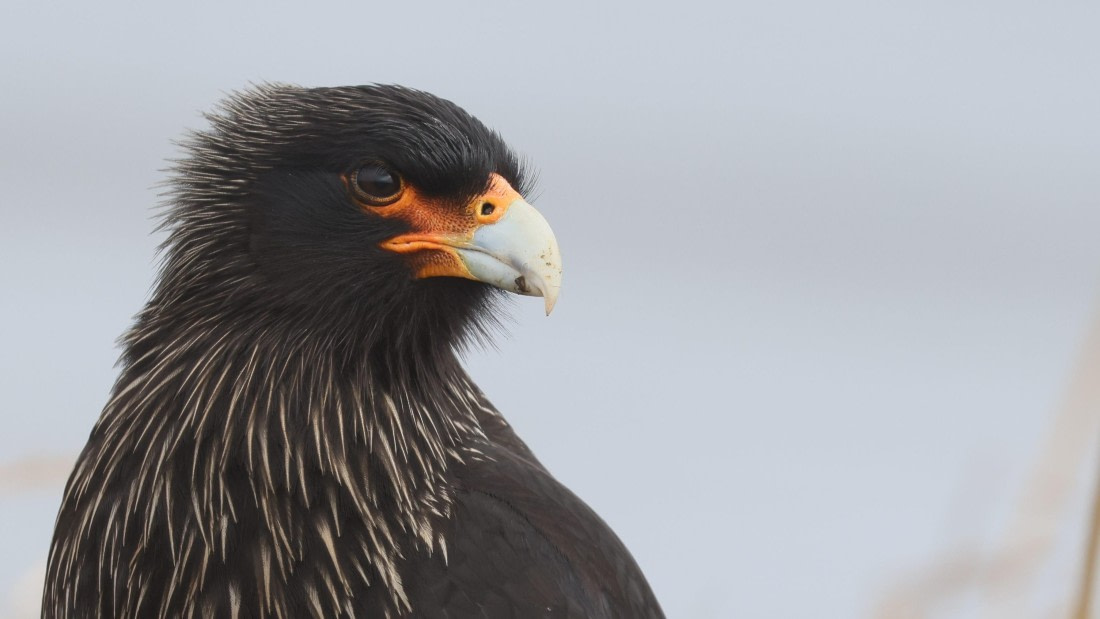 PLA23-25, Day 4,   PLA23_30NOV_FLK_Barren-George_Islands_RegisPERDRIAT (5).jpg©Regis Perderiat - Oceanwide Expeditions.jpg