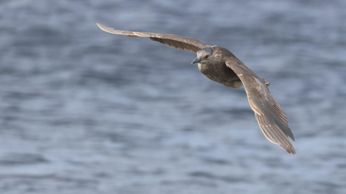 PLA23-25, Day 4,   PLA23_30NOV_FLK_Barren-George_Islands_RegisPERDRIAT (15).jpg©Regis Perderiat - Oceanwide Expeditions.jpg