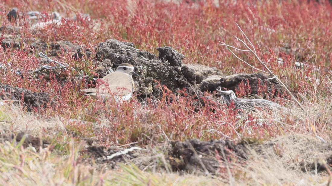 PLA23-25, Day 4,   PLA23_30NOV_FLK_Barren-George_Islands_RegisPERDRIAT (17).jpg©Regis Perderiat - Oceanwide Expeditions.jpg
