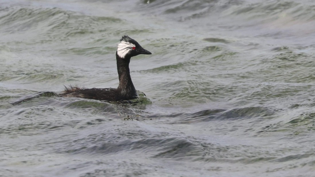 PLA23-25, Day 4,   PLA23_30NOV_FLK_Barren-George_Islands_RegisPERDRIAT (18).jpg©Regis Perderiat - Oceanwide Expeditions.jpg