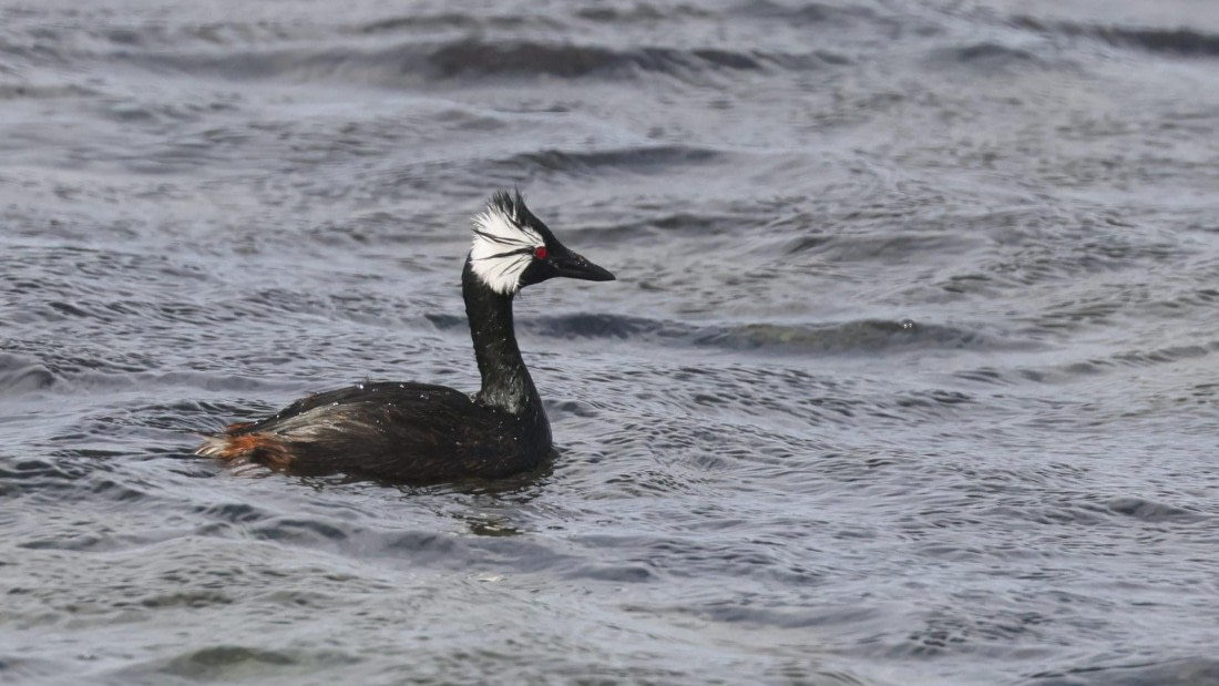 PLA23-25, Day 4,   PLA23_30NOV_FLK_Barren-George_Islands_RegisPERDRIAT (19).jpg©Regis Perderiat - Oceanwide Expeditions.jpg