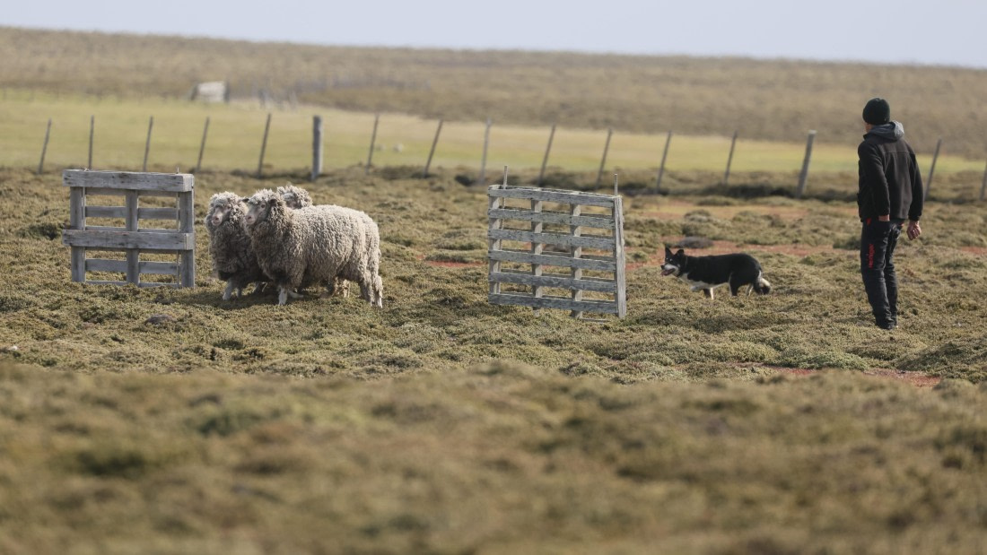 PLA23-25, Day 4,   PLA23_30NOV_FLK_Barren-George_Islands_RegisPERDRIAT (21).jpg©Regis Perderiat - Oceanwide Expeditions.jpg
