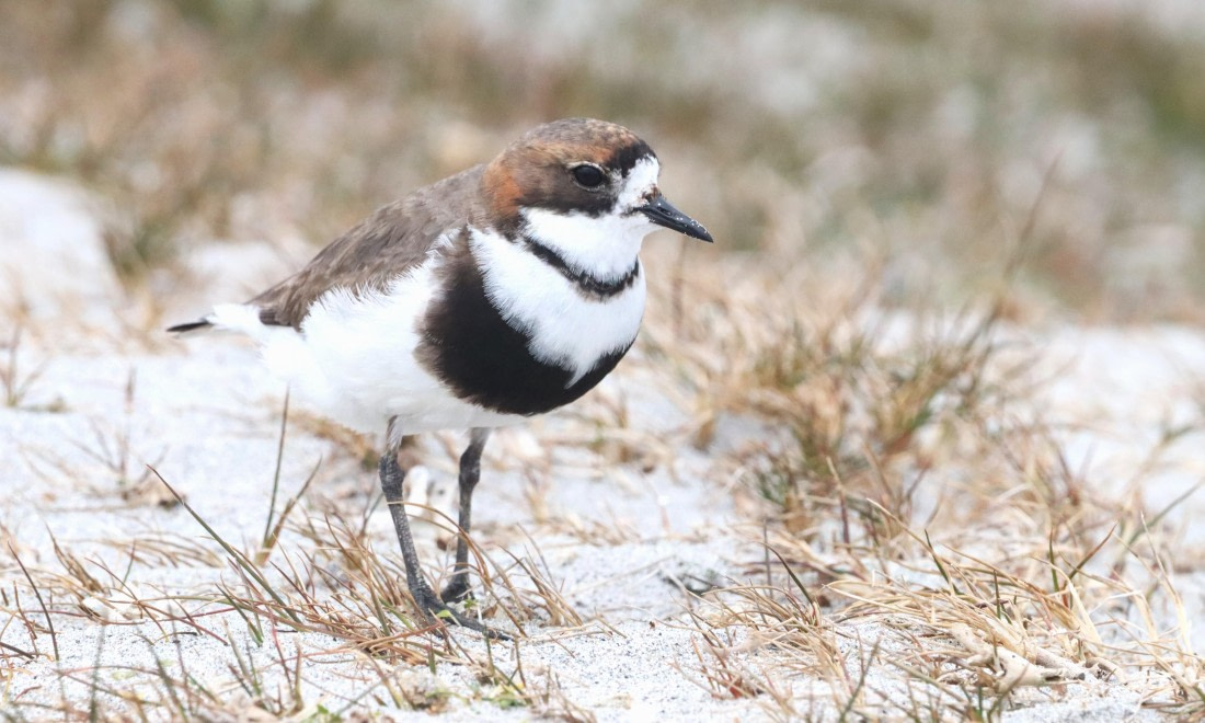 PLA23-25, Day 4, IMG_1897.JPG©Unown Photographer - Oceanwide Expeditions.JPG