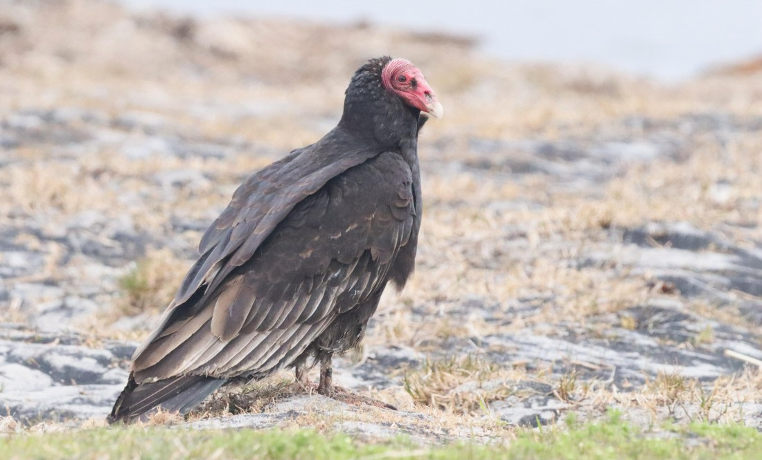 PLA23-25, Day 4, IMG_1966.JPG©Unown Photographer - Oceanwide Expeditions.JPG