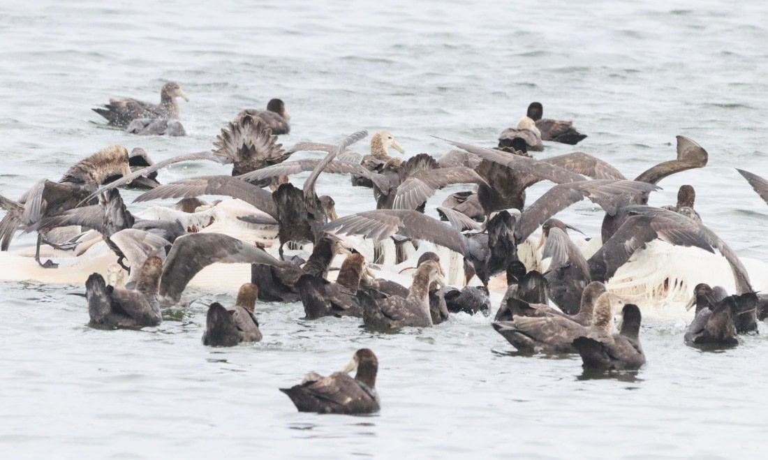 PLA23-25, Day 4, IMG_1980.JPG©Unown Photographer - Oceanwide Expeditions.JPG