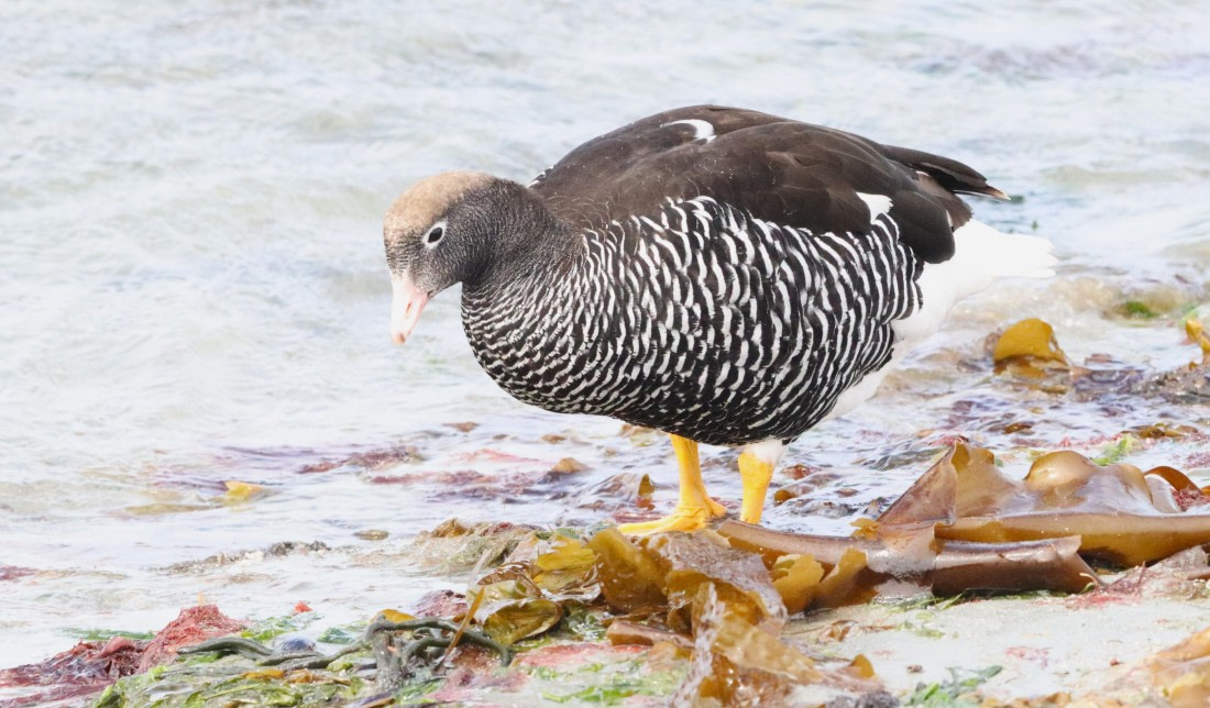 PLA23-25, Day 4, IMG_2019.JPG©Unown Photographer - Oceanwide Expeditions.JPG