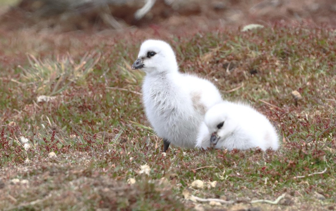 PLA23-25, Day 4, IMG_2034.JPG©Unown Photographer - Oceanwide Expeditions.JPG