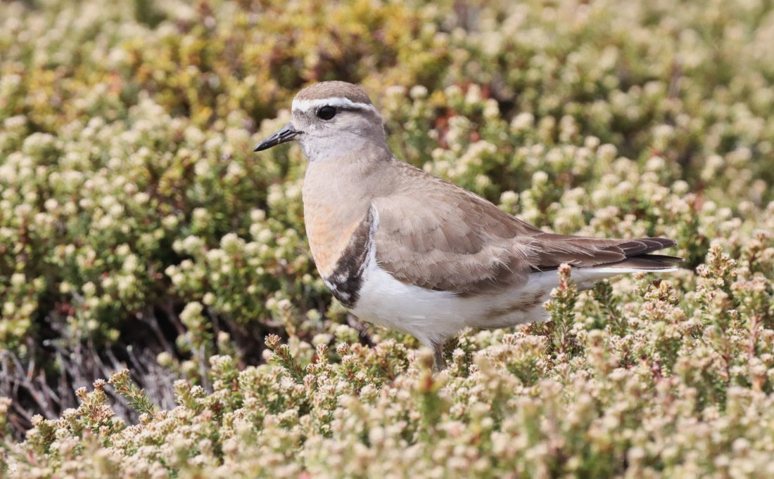 PLA23-25, Day 4, IMG_2070.JPG©Unown Photographer - Oceanwide Expeditions.JPG