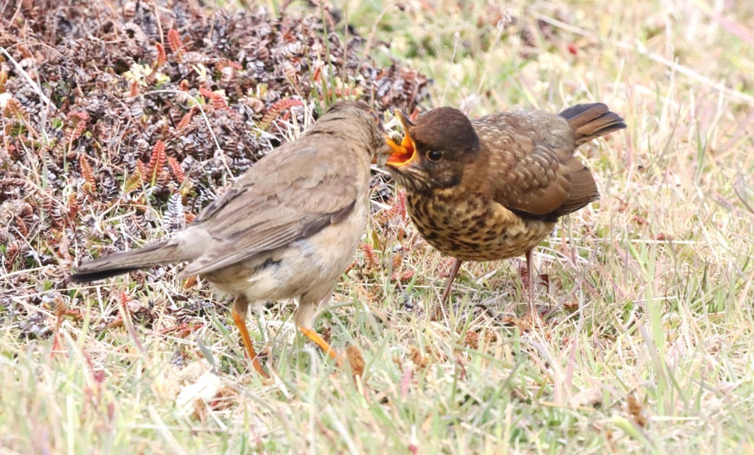 PLA23-25, Day 4, IMG_2074.JPG©Unown Photographer - Oceanwide Expeditions.JPG
