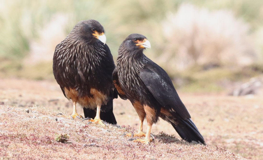 PLA23-25, Day 4, IMG_2130.JPG©Unown Photographer - Oceanwide Expeditions.JPG