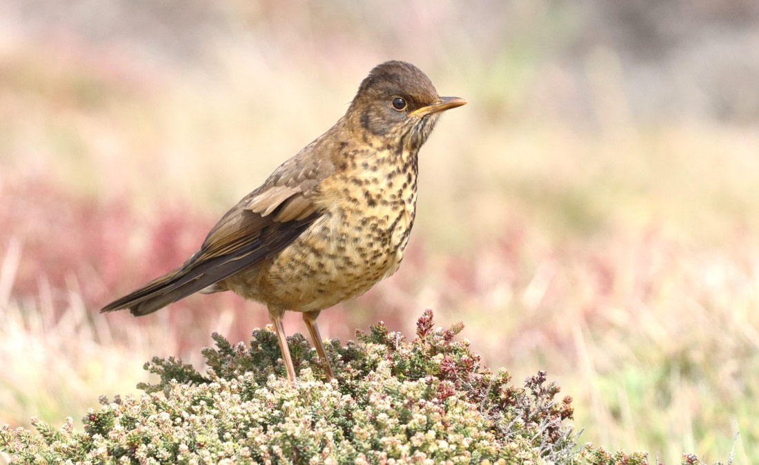 PLA23-25, Day 4, IMG_2103.JPG©Unown Photographer - Oceanwide Expeditions.JPG