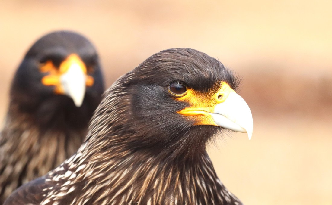 PLA23-25, Day 4, IMG_2145.JPG©Unown Photographer - Oceanwide Expeditions.JPG