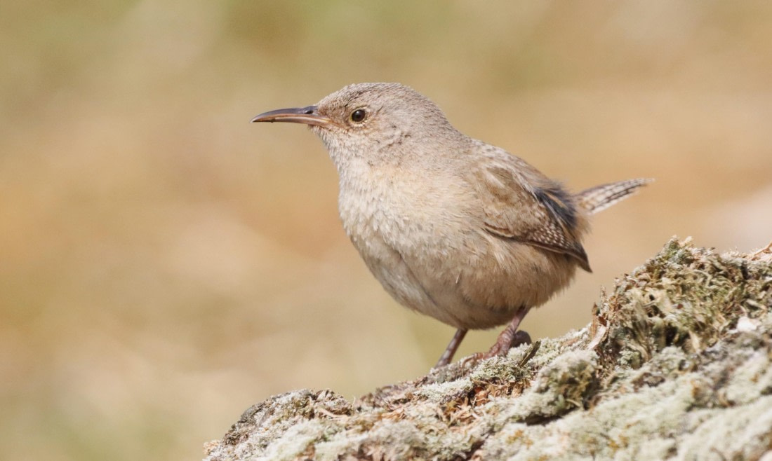 PLA23-25, Day 4, IMG_2156.JPG©Unown Photographer - Oceanwide Expeditions.JPG