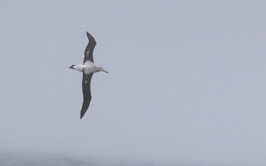 PLA23-25, Day 6, IMG_2365.JPG©Unown Photographer - Oceanwide Expeditions.JPG