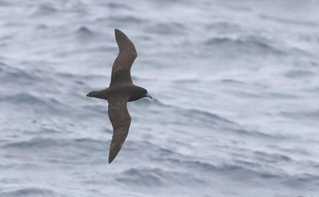 PLA23-25, Day 6, IMG_2388.JPG©Unown Photographer - Oceanwide Expeditions.JPG