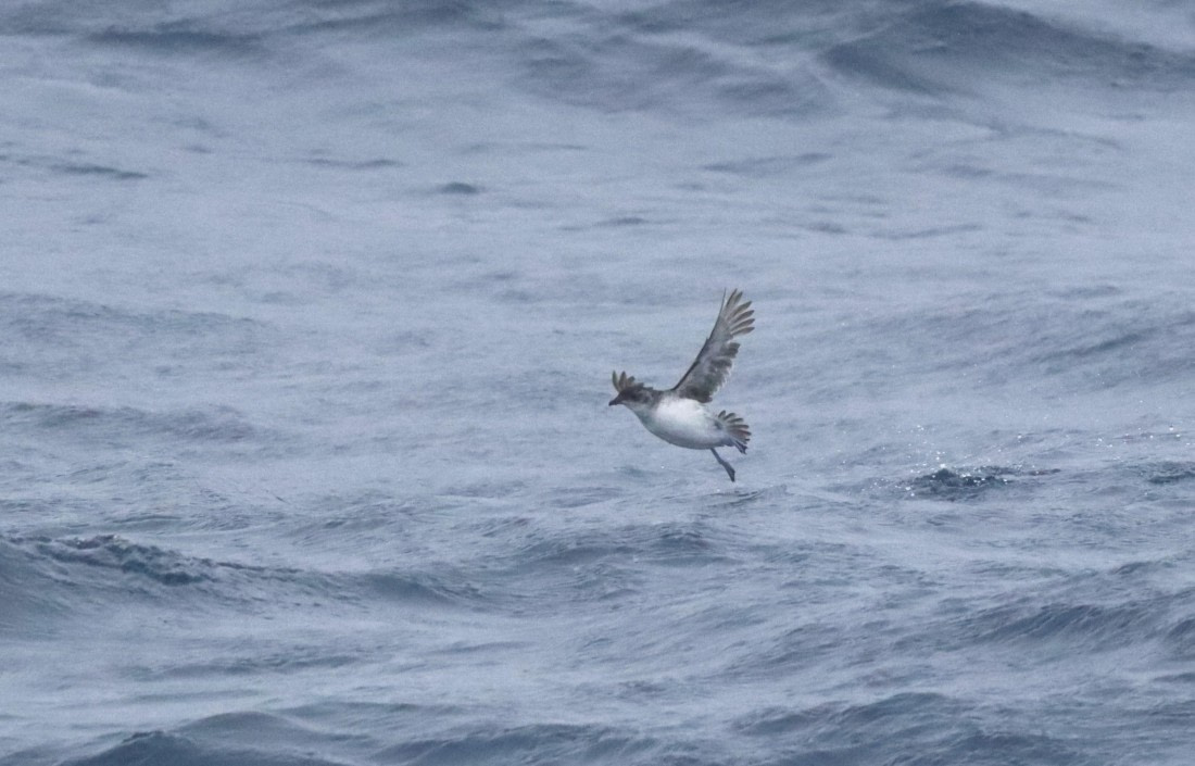 PLA23-25, Day 6, IMG_2403.JPG©Unown Photographer - Oceanwide Expeditions.JPG