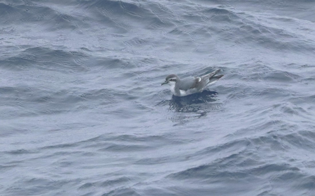 PLA23-25, Day 6, IMG_2437.JPG©Unown Photographer - Oceanwide Expeditions.JPG