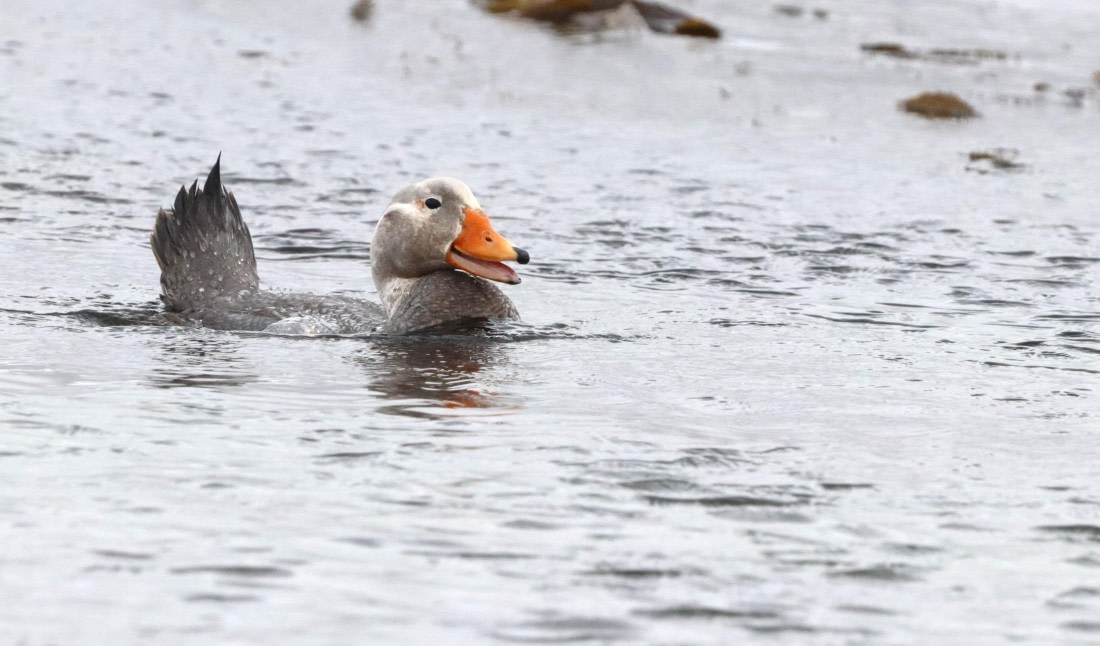 PLA23-25, Day 6, PLA23-25, Day 5, IMG_2243.JPG©Unown Photographer - Oceanwide Expeditions.JPG©Unown Photographer - Oceanwide Expeditions.JPG