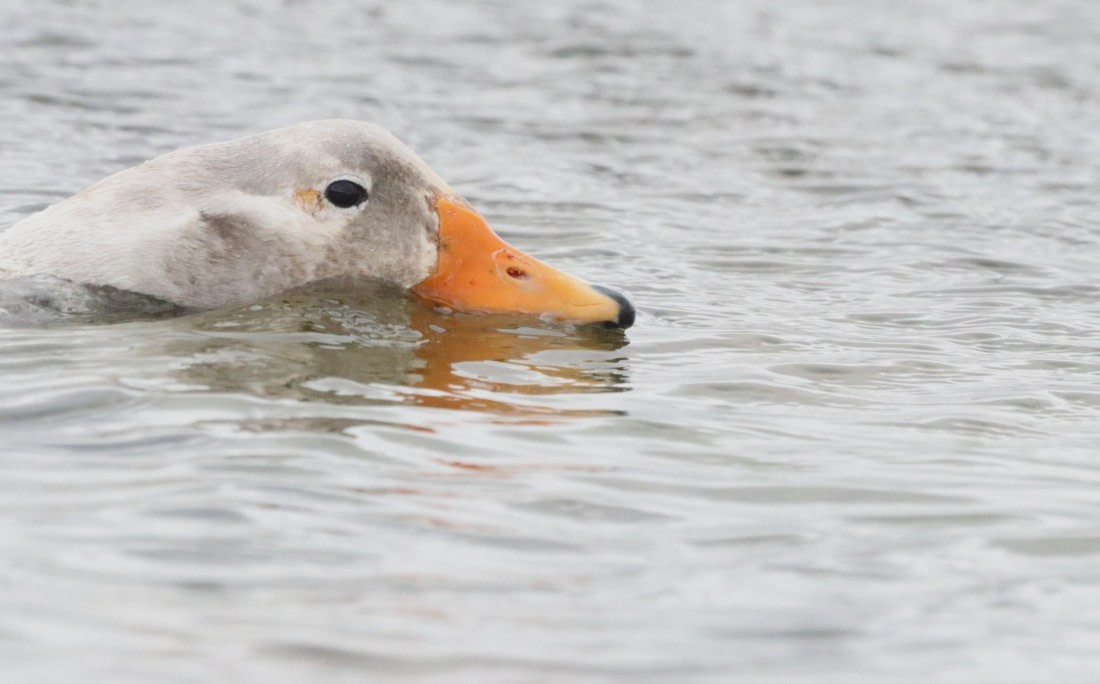 PLA23-25, Day 6, PLA23-25, Day 5, IMG_2288.JPG©Unown Photographer - Oceanwide Expeditions.JPG©Unown Photographer - Oceanwide Expeditions.JPG