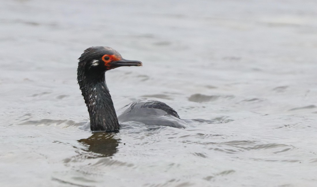 PLA23-25, Day 6, PLA23-25, Day 5, IMG_2296.JPG©Unown Photographer - Oceanwide Expeditions.JPG©Unown Photographer - Oceanwide Expeditions.JPG