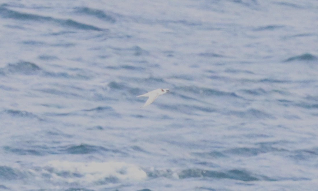 PLA23-25, Day 6, PLA23-25, Day 5, IMG_2309.JPG©Unown Photographer - Oceanwide Expeditions.JPG©Unown Photographer - Oceanwide Expeditions.JPG