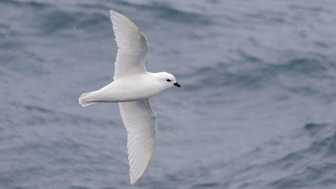 PLA23-25, Day 8,   SG 1.jpg©Andrew Crowder - Oceanwide Expeditions.jpg