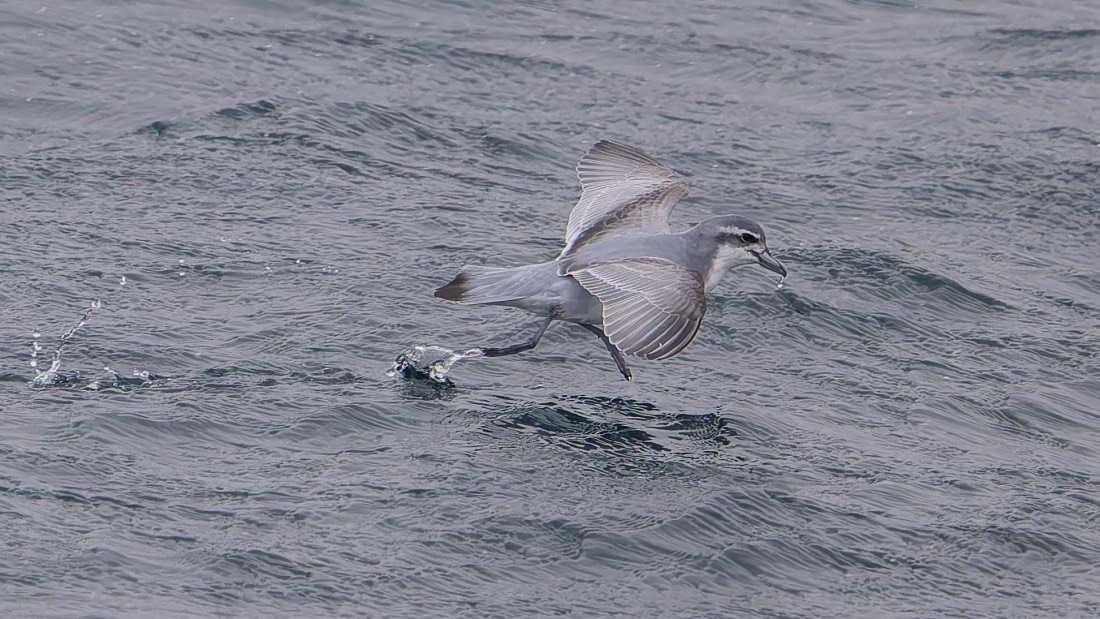 PLA23-25, Day 8,   SG 1-2.jpg©Andrew Crowder - Oceanwide Expeditions.jpg