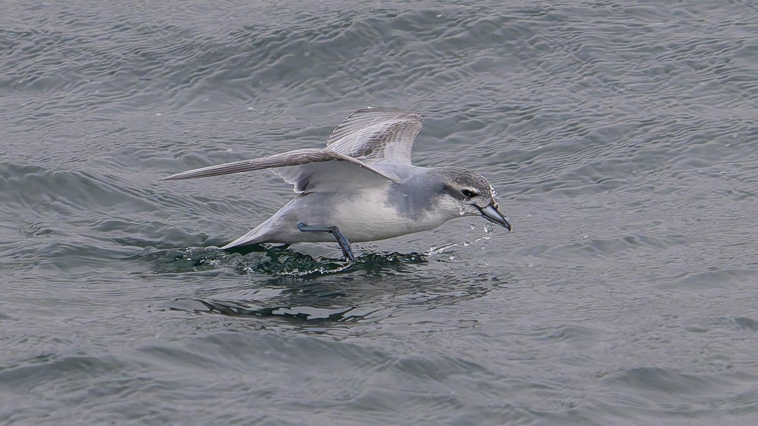 PLA23-25, Day 8,   SG 1-4.jpg©Andrew Crowder - Oceanwide Expeditions.jpg