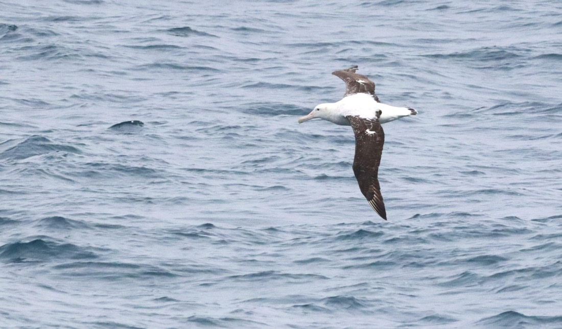 PLA23-25, Day 8, IMG_2469.JPG©Unown Photographer - Oceanwide Expeditions.JPG