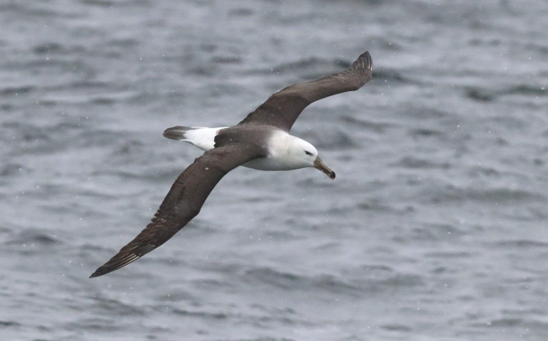 PLA23-25, Day 8, IMG_2523.JPG©Unown Photographer - Oceanwide Expeditions.JPG