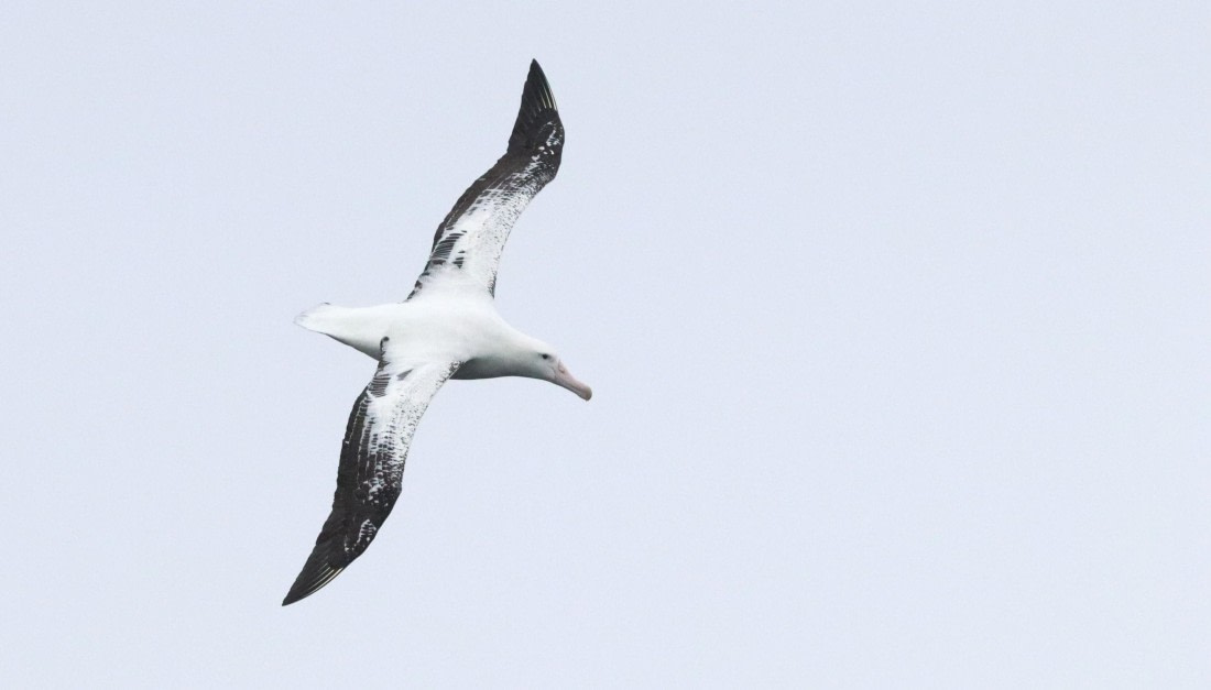 PLA23-25, Day 8, IMG_2564.JPG©Unown Photographer - Oceanwide Expeditions.JPG