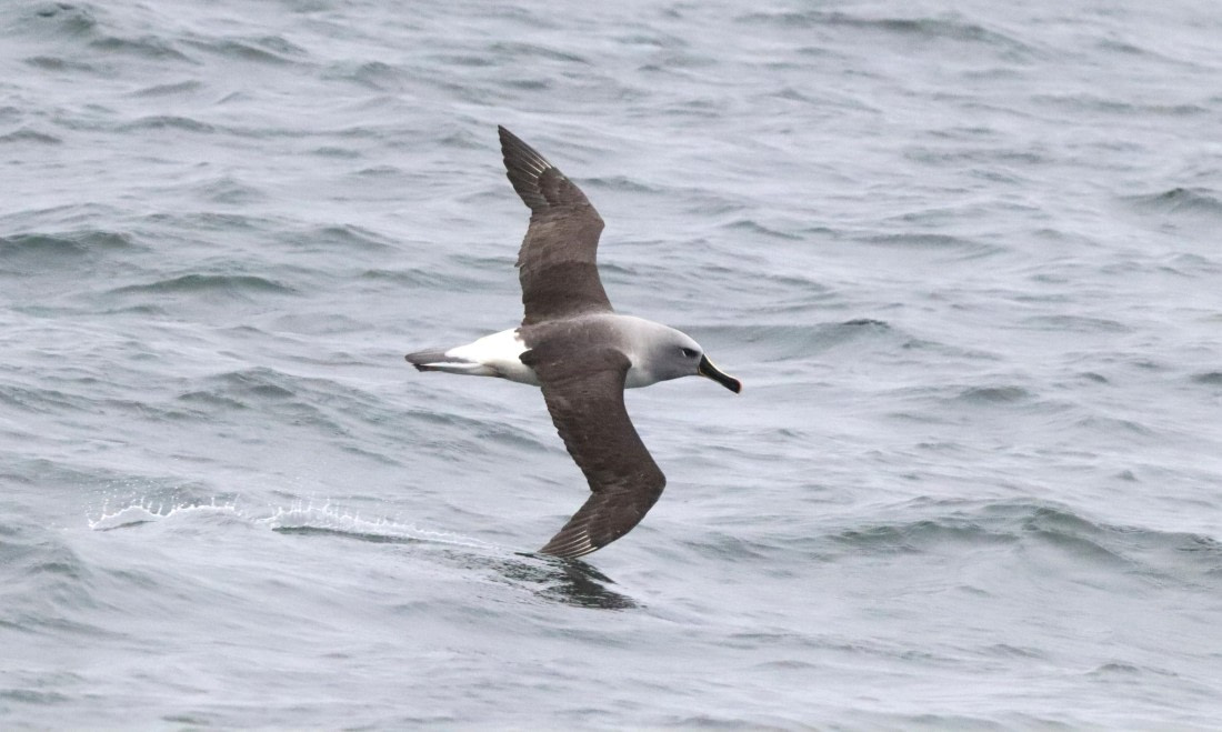 PLA23-25, Day 8, IMG_2586.JPG©Unown Photographer - Oceanwide Expeditions.JPG