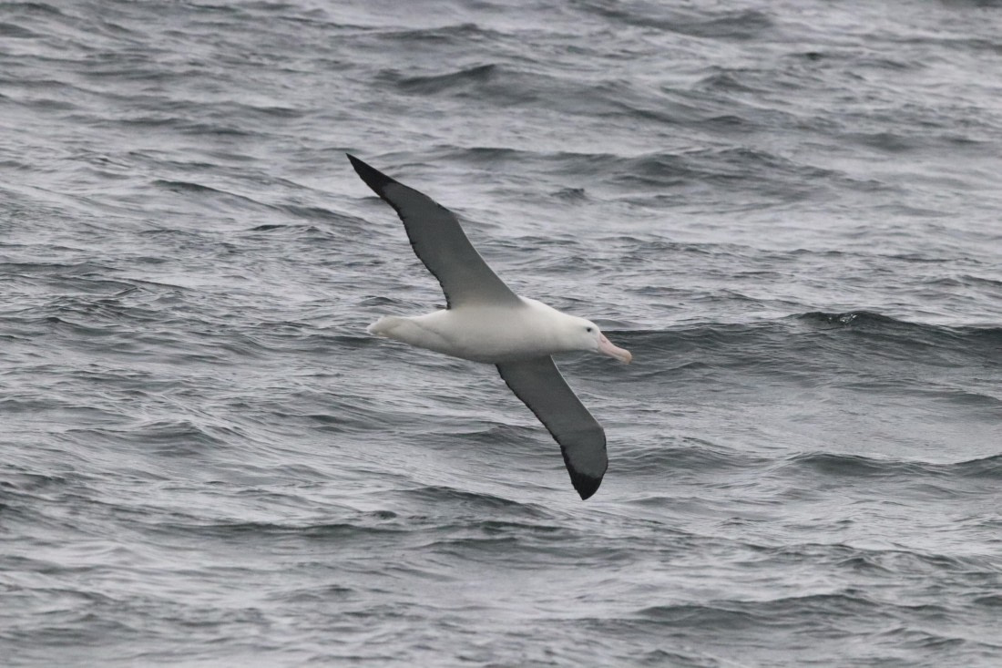 PLA23-25, Day 8, IMG_2567.JPG©Unown Photographer - Oceanwide Expeditions.JPG