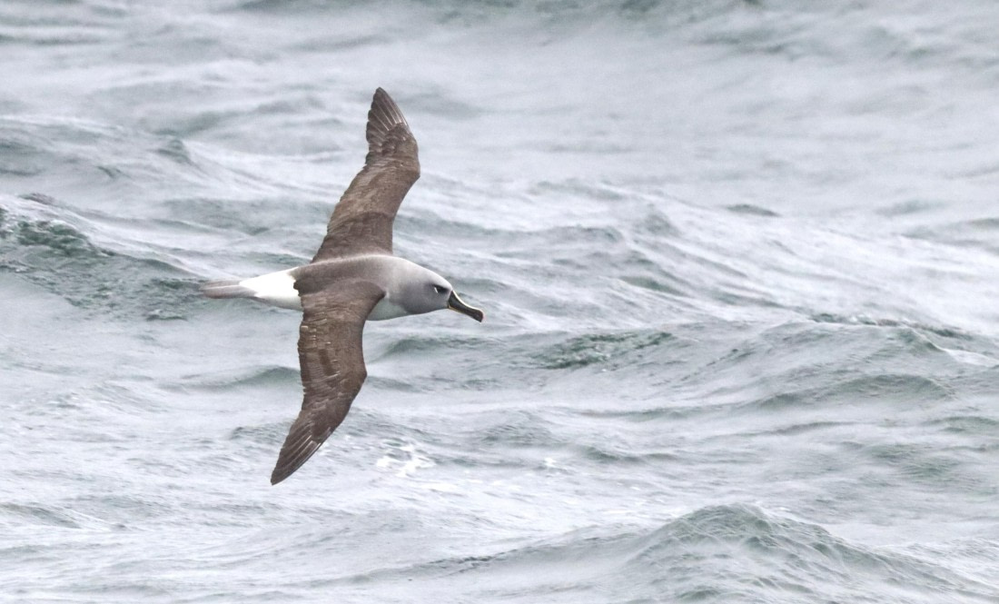 PLA23-25, Day 8, IMG_2684.JPG©Unown Photographer - Oceanwide Expeditions.JPG