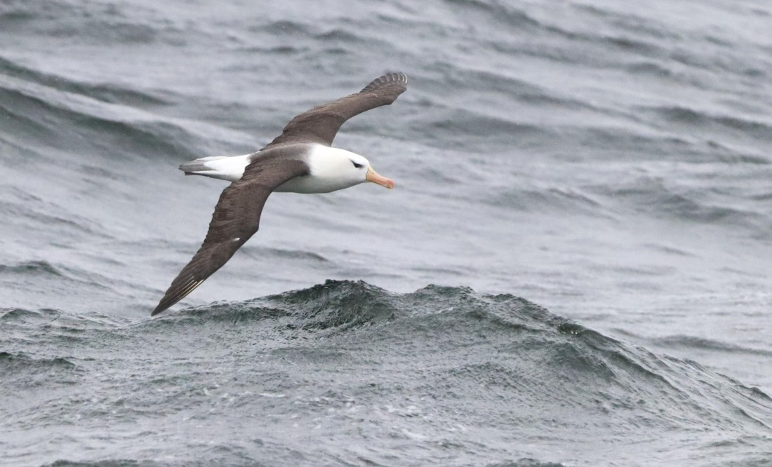 PLA23-25, Day 8, IMG_2711.JPG©Unown Photographer - Oceanwide Expeditions.JPG