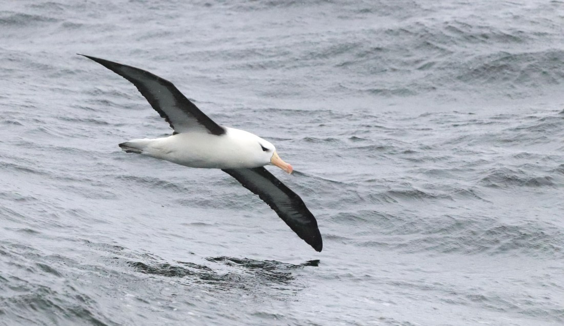 PLA23-25, Day 8, IMG_2715.JPG©Unown Photographer - Oceanwide Expeditions.JPG