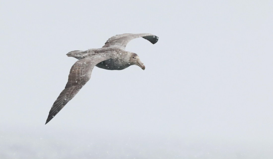 PLA23-25, Day 8, IMG_2744.JPG©Unown Photographer - Oceanwide Expeditions.JPG