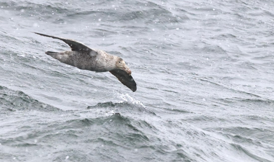 PLA23-25, Day 8, IMG_2746.JPG©Unown Photographer - Oceanwide Expeditions.JPG