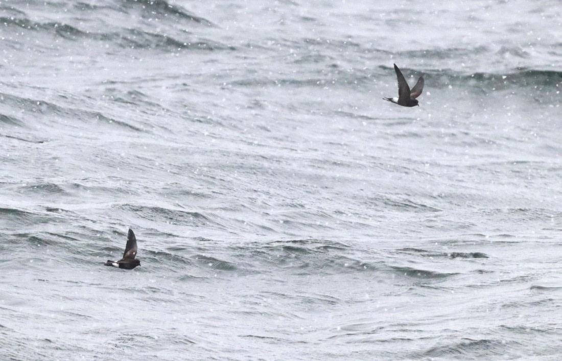 PLA23-25, Day 8, IMG_2754.JPG©Unown Photographer - Oceanwide Expeditions.JPG