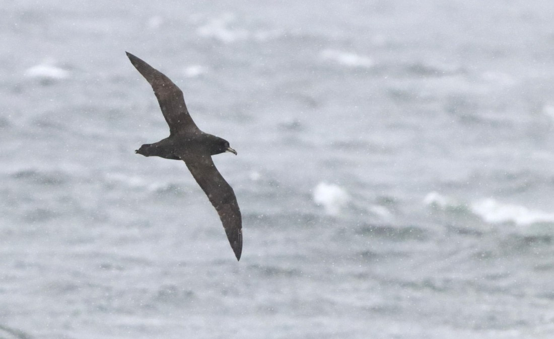 PLA23-25, Day 8, IMG_2799.JPG©Unown Photographer - Oceanwide Expeditions.JPG