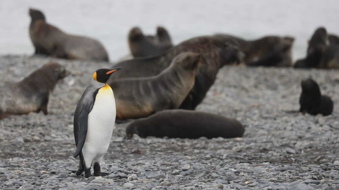 PLA23-25, Day 9,  PLA23_05DEC_SouthGeorgia_Day8_RegisPERDRIAT (2).jpg©Unown Photographer - Oceanwide Expeditions.jpg